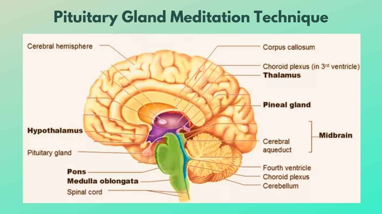 Pituitary Gland Meditation Technique - Height Growth & Side Effects